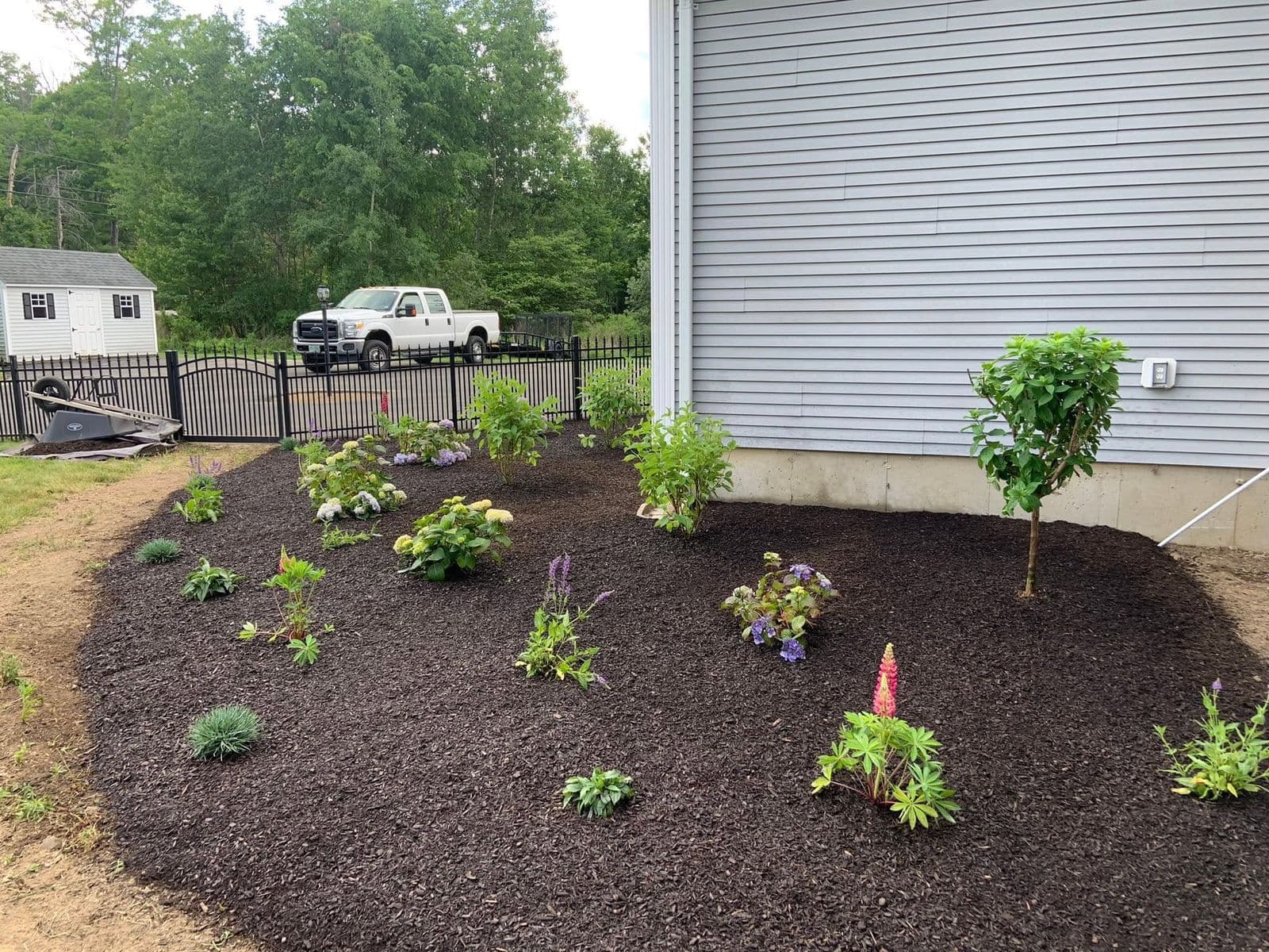 Freshly mulched foundation bed with newly planted shrubs, hydrangeas and a small tree beside a house