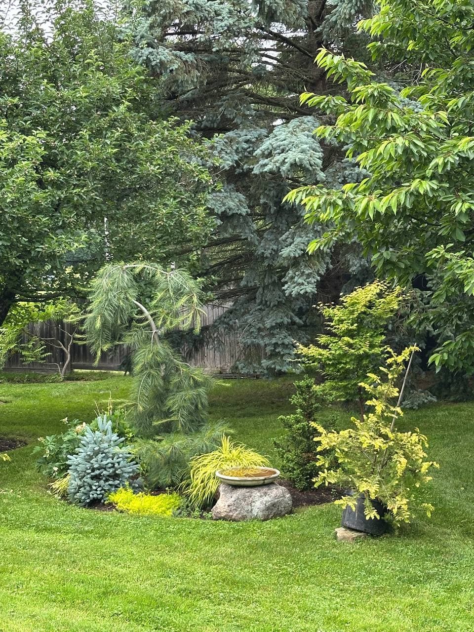 Side-yard planting bed with blue spruce, weeping pine, and gold plantings arranged around a stone birdbath